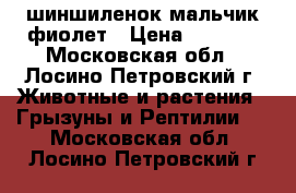 шиншиленок мальчик фиолет › Цена ­ 2 500 - Московская обл., Лосино-Петровский г. Животные и растения » Грызуны и Рептилии   . Московская обл.,Лосино-Петровский г.